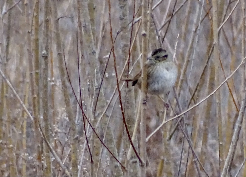 Swamp Sparrow - ML416770981