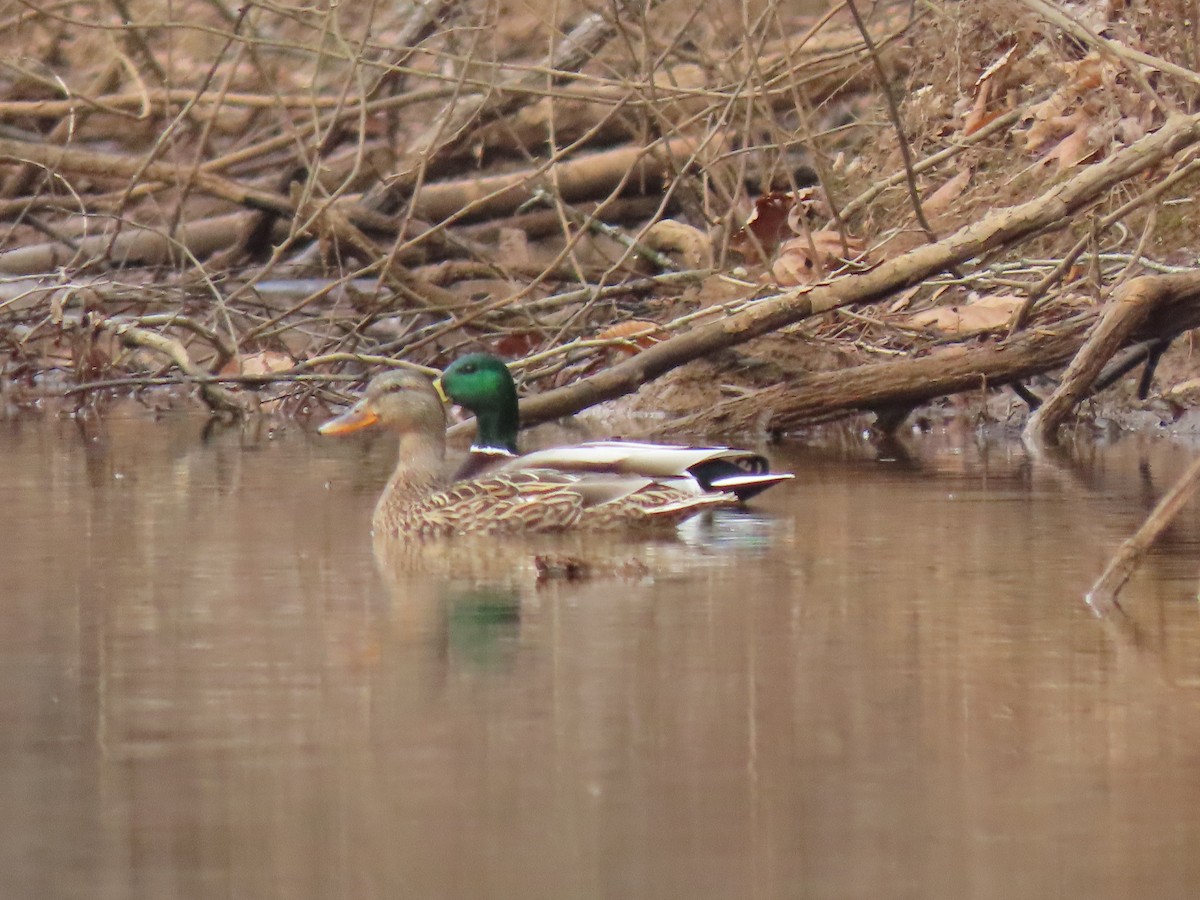 Mallard - ML416772041