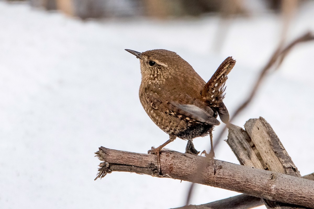 Winter Wren - ML416773961