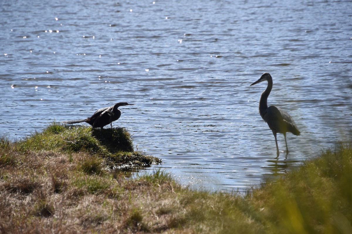 Anhinga Americana - ML416775121