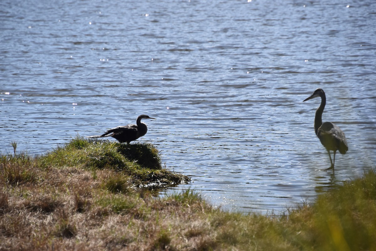 Anhinga Americana - ML416775131