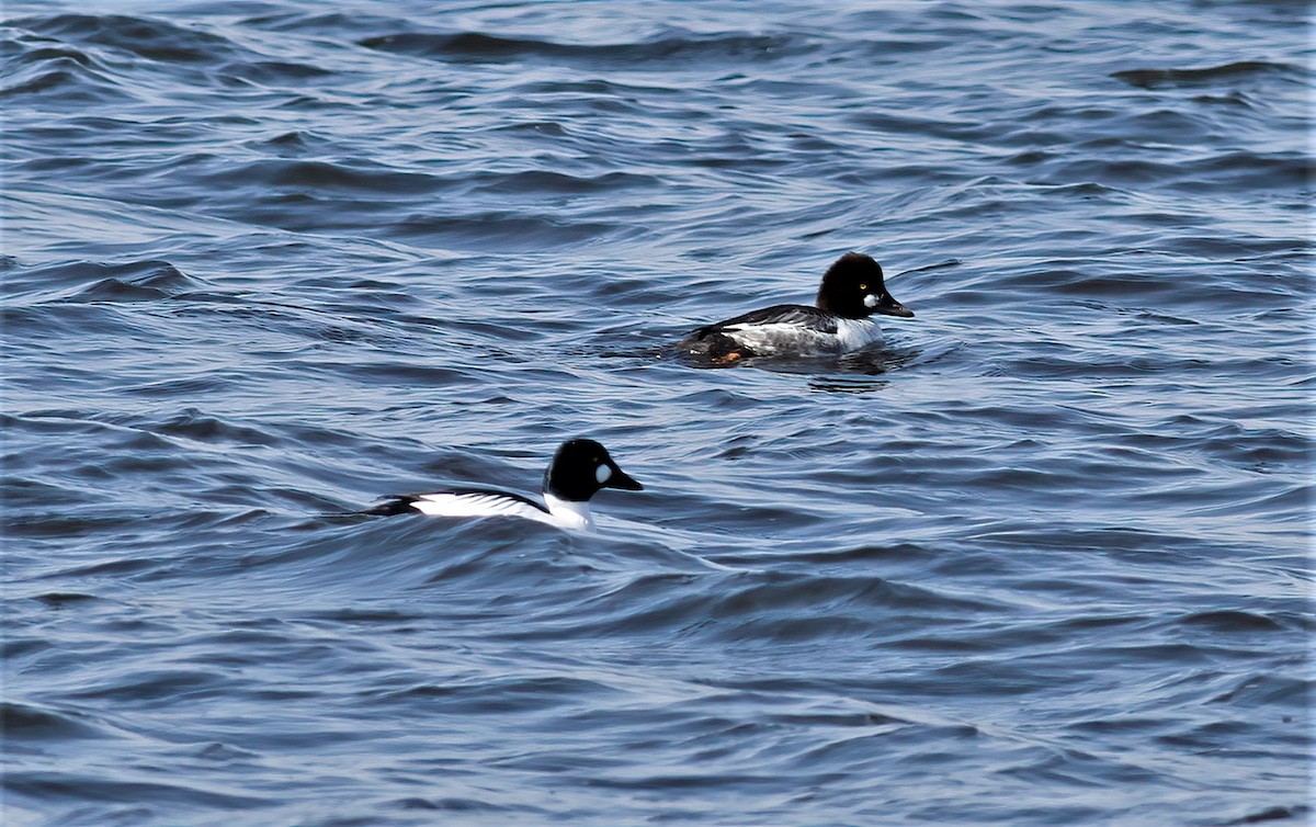 Common Goldeneye - ML416776161