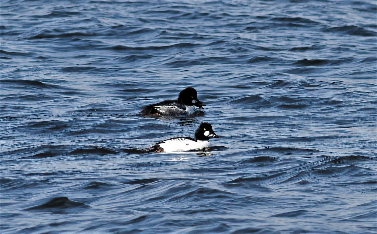 Common Goldeneye - James Sherwonit