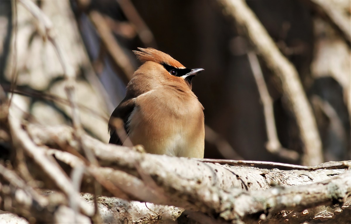 Cedar Waxwing - ML416776291