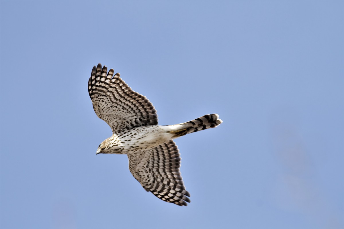 Cooper's Hawk - ML416776401