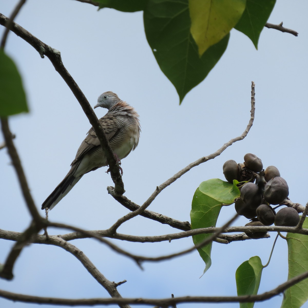 Zebra Dove - ML41677641