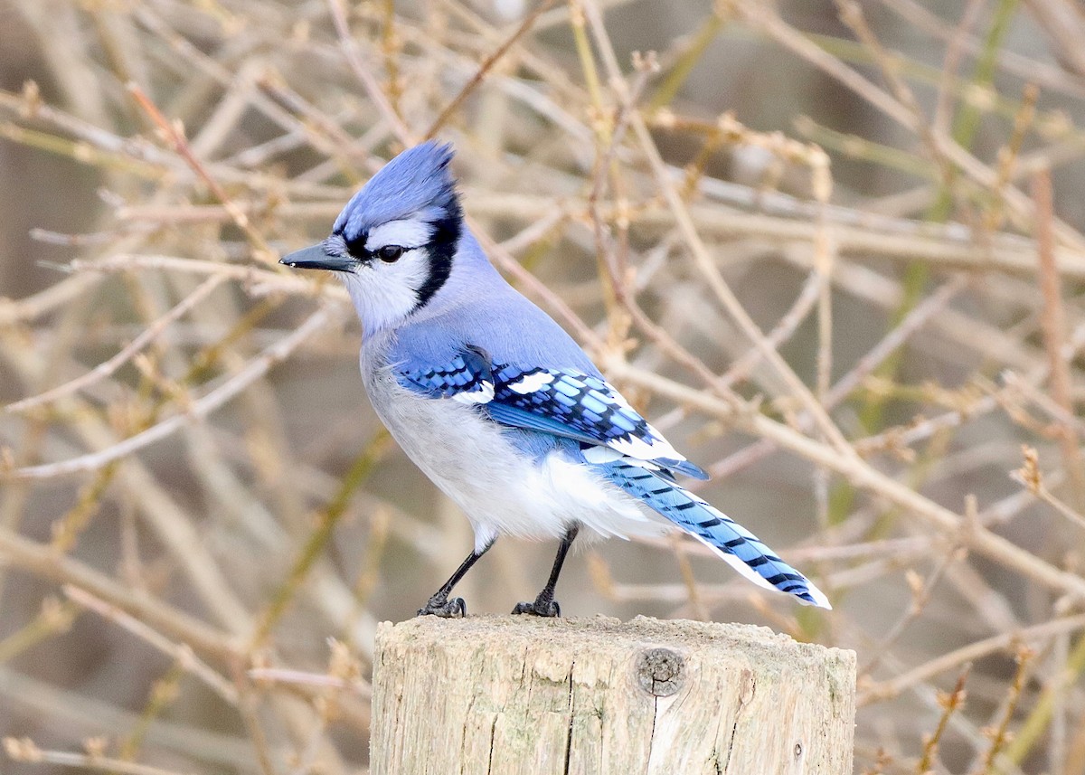 Blue Jay - Stephen Taylor