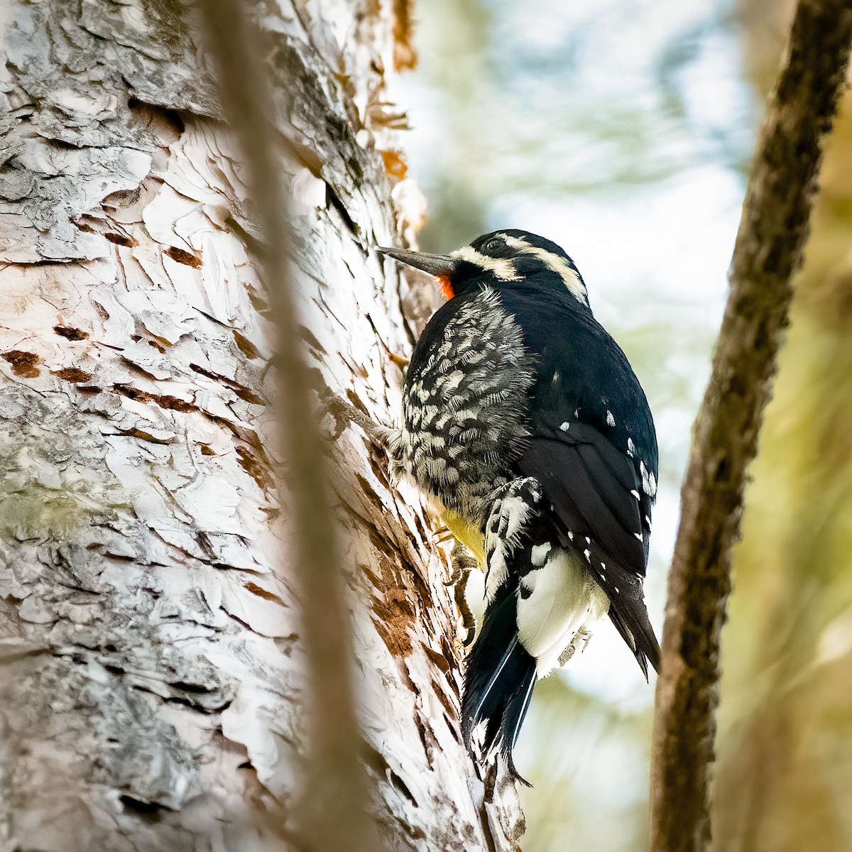 Williamson's Sapsucker - ML416779081