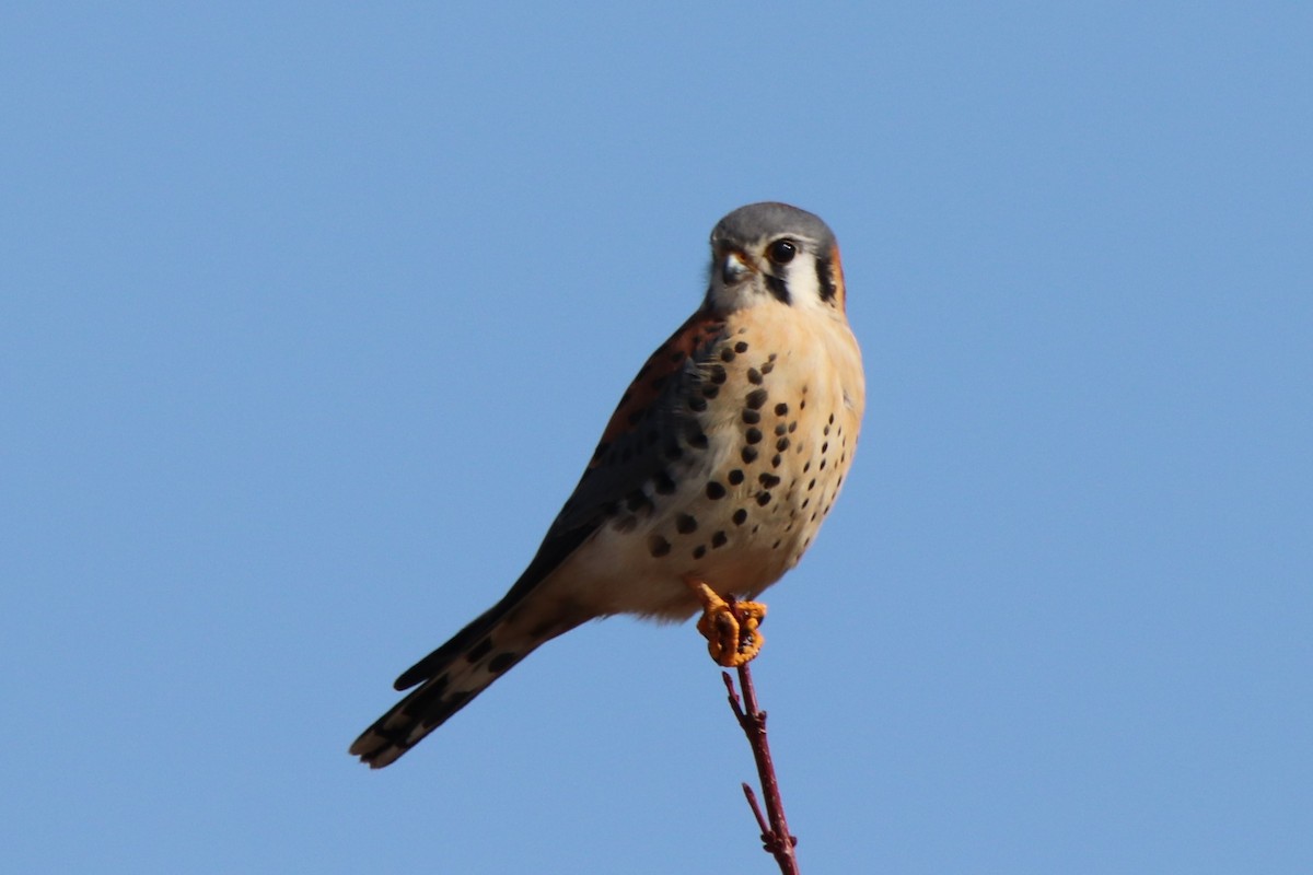 American Kestrel - ML416779121