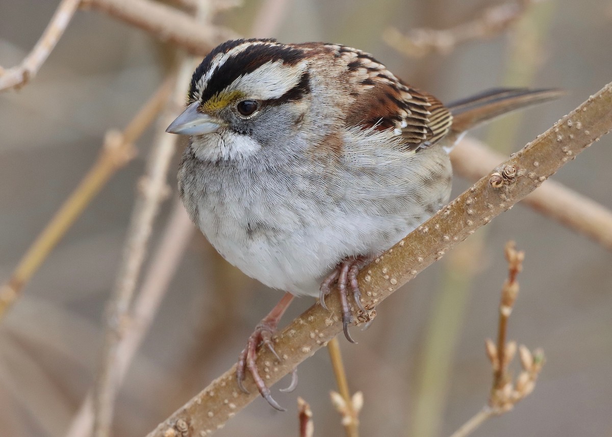 White-throated Sparrow - ML416779301