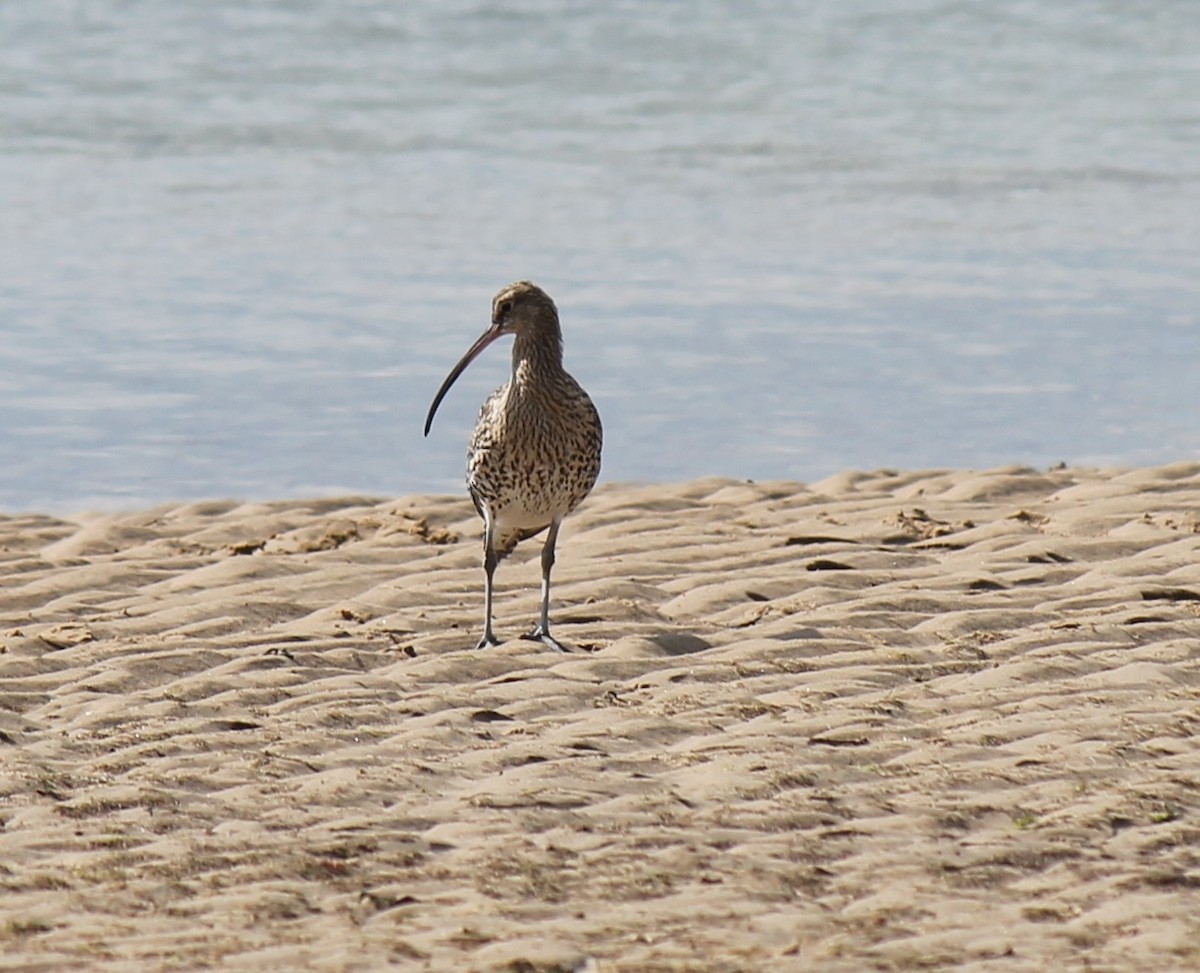 Eurasian Curlew - Bec Read