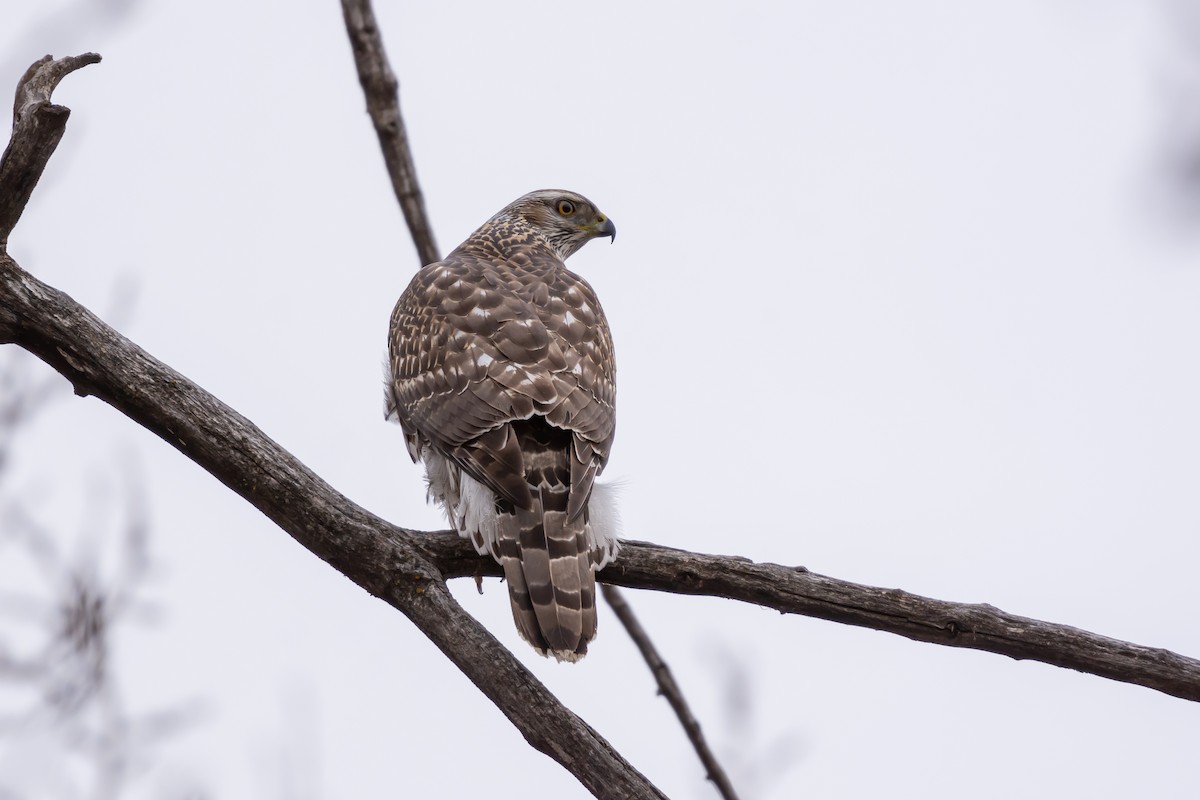 American Goshawk - Calvin S