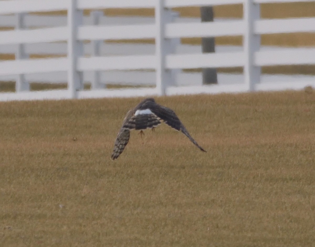 Northern Harrier - ML416782611