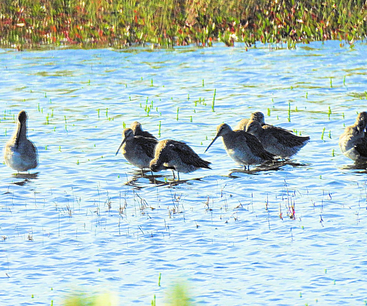 Short-billed Dowitcher - Francis Pease