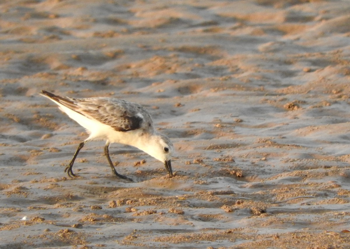 Sanderling - ML41678611