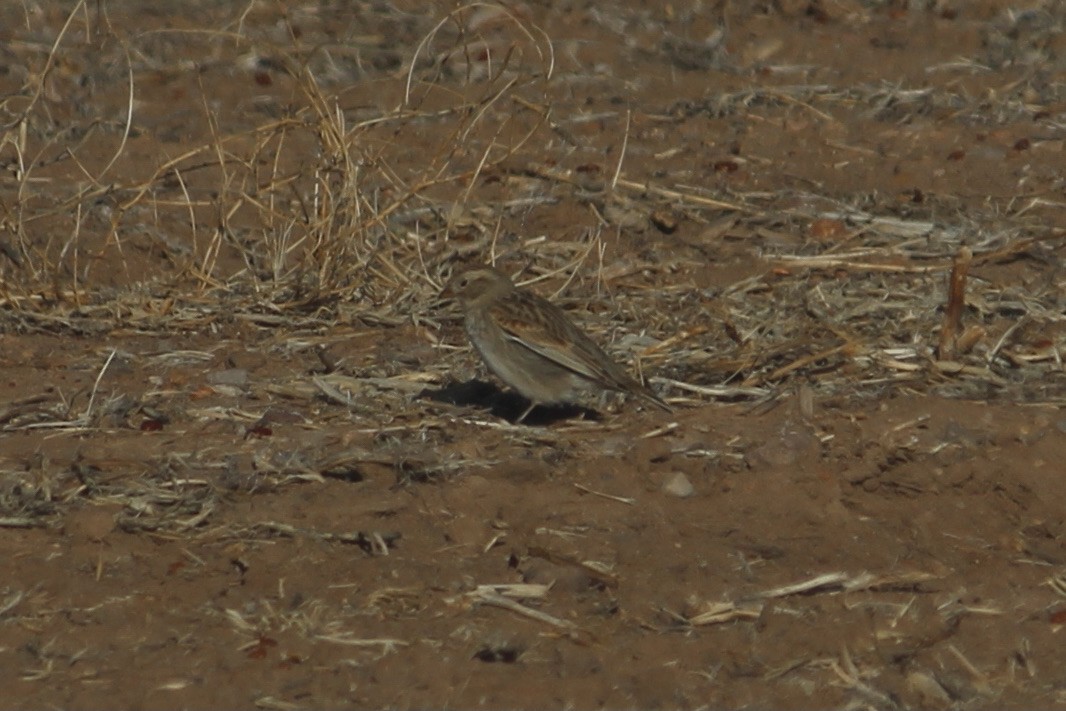 Thick-billed Longspur - ML416786441