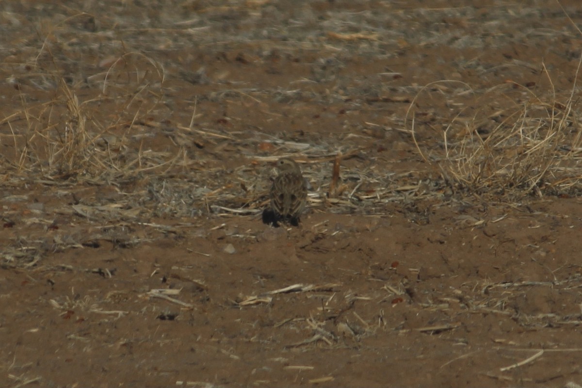 Thick-billed Longspur - ML416786451