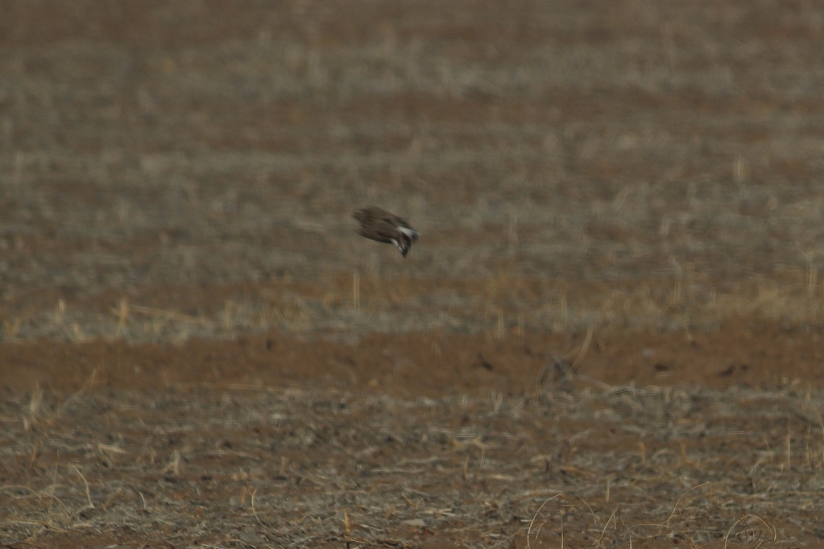 Thick-billed Longspur - ML416786461