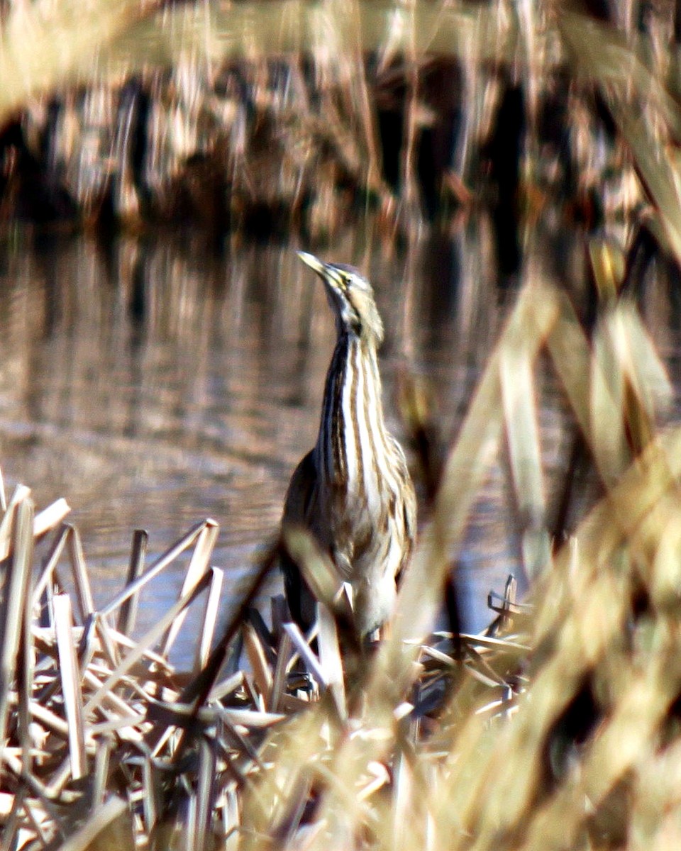 American Bittern - ML41678921