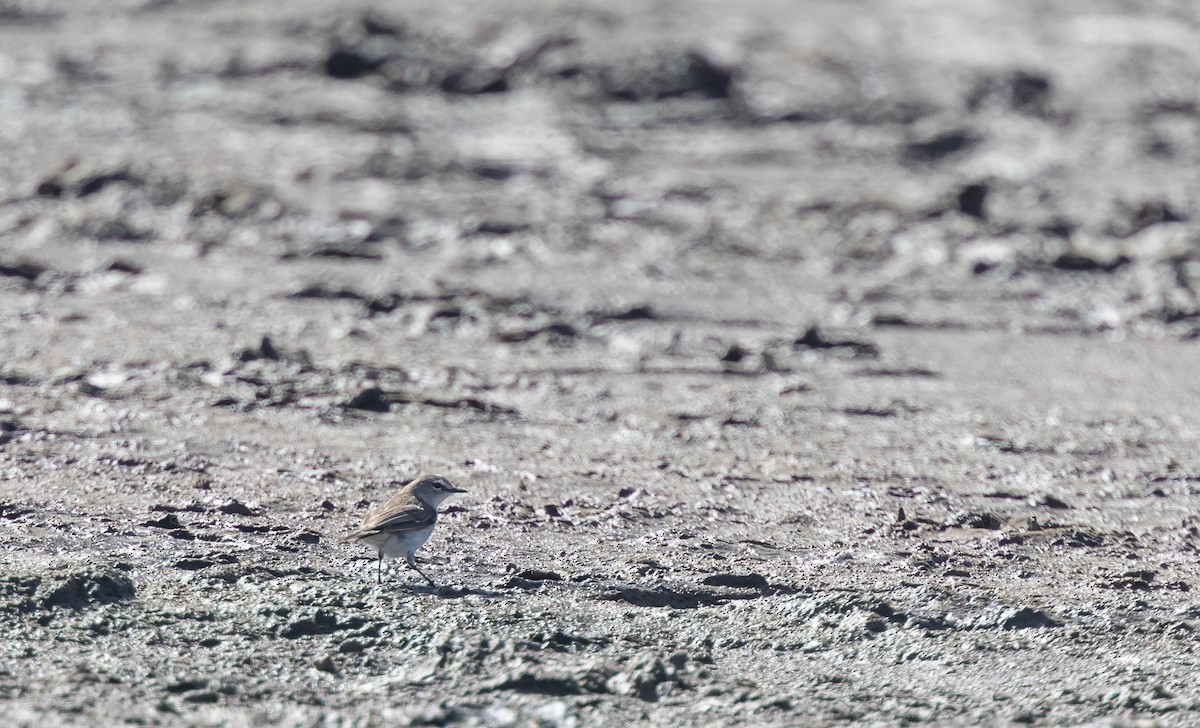 Mangrove Gerygone - Geoff Dennis