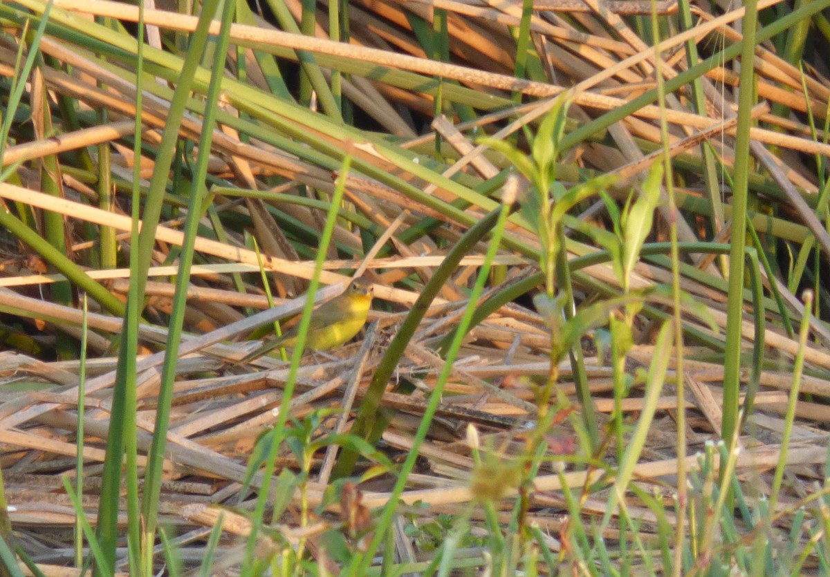 Southern Yellowthroat - ML416790231