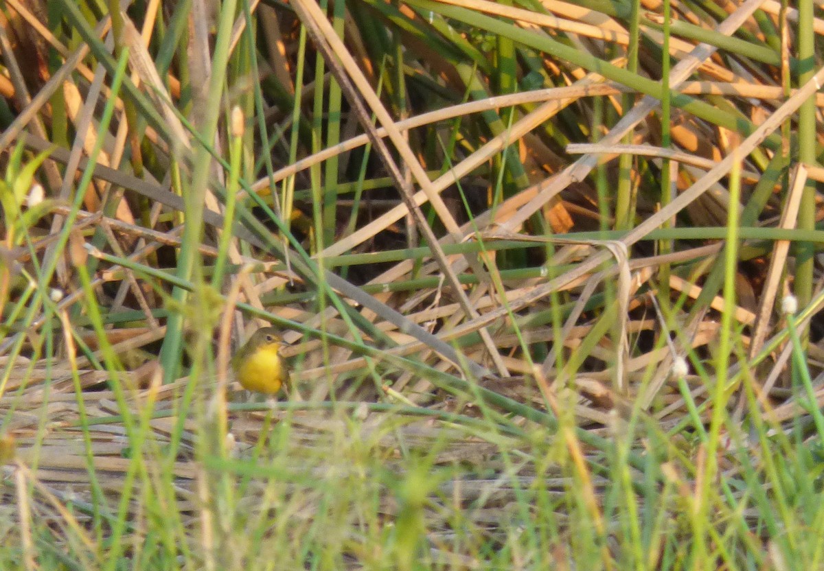 Southern Yellowthroat - ML416790301