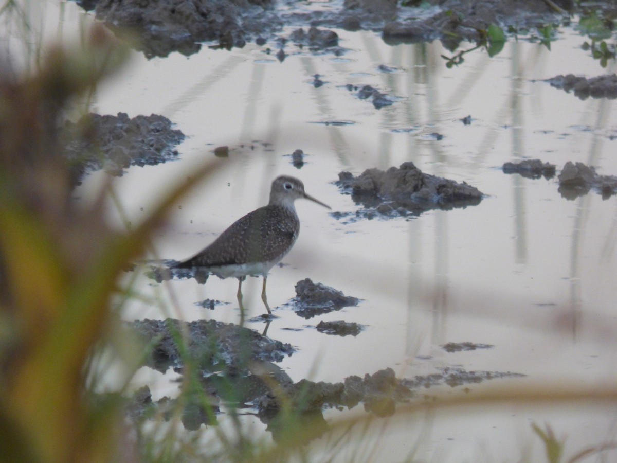 Solitary Sandpiper - ML416791191