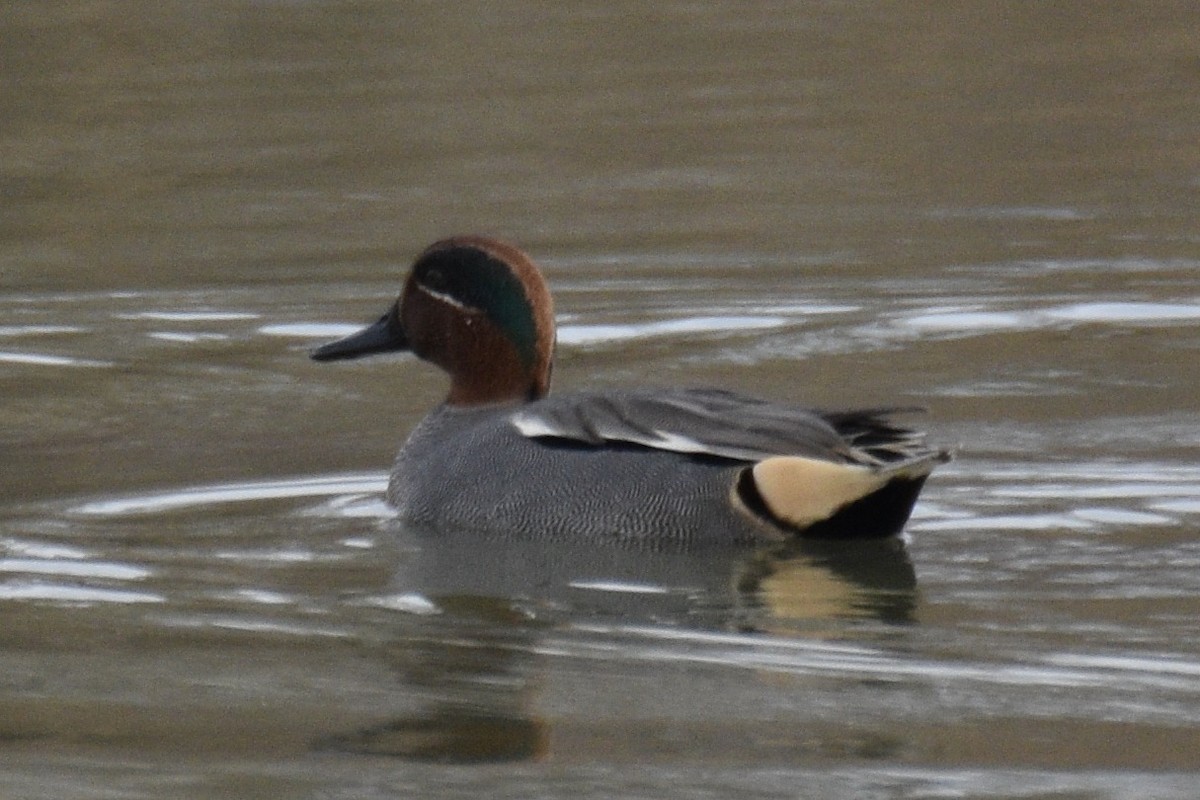 Green-winged Teal - ML416793231