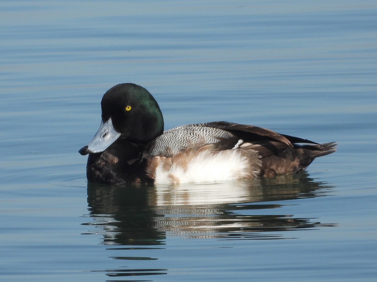 Greater Scaup - Ron Furnish