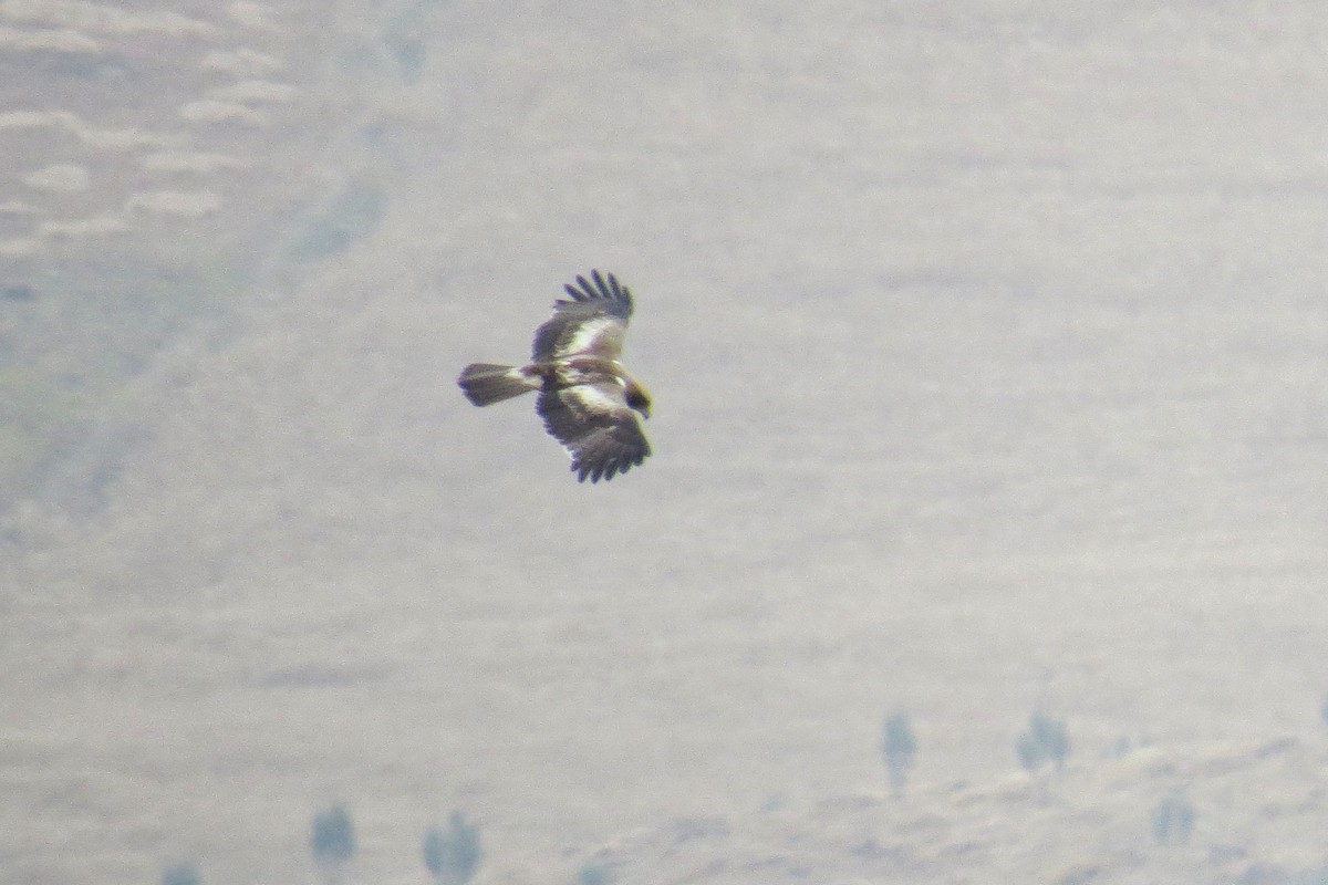Booted Eagle - ML416795231