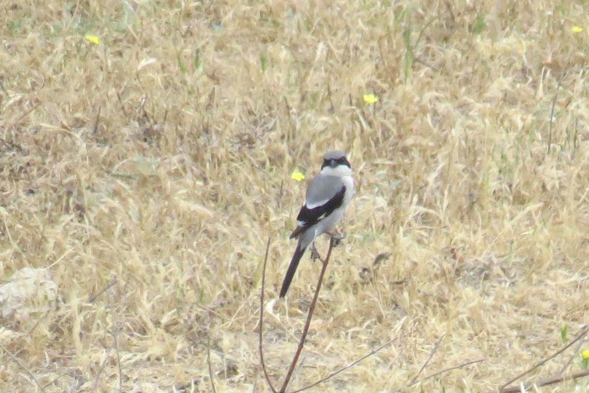 Great Gray Shrike - ML416795251