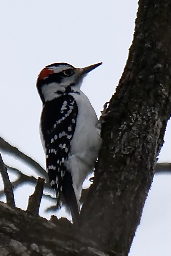 Pic chevelu (groupe villosus) - ML416796041