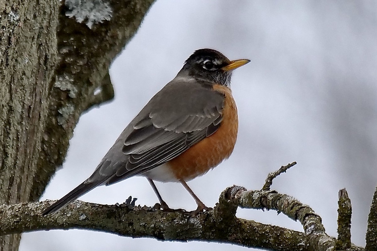 Merle d'Amérique - ML416796181