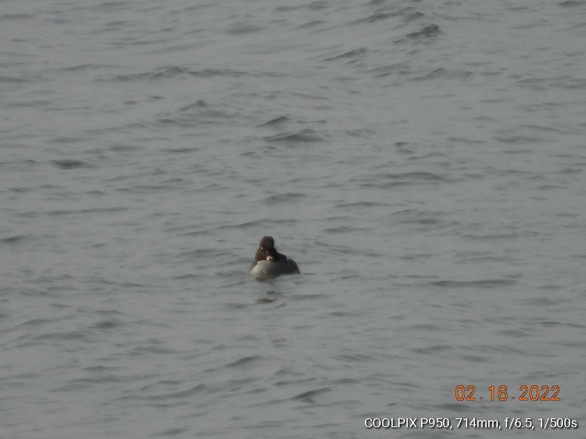 Common Goldeneye - ML416797781