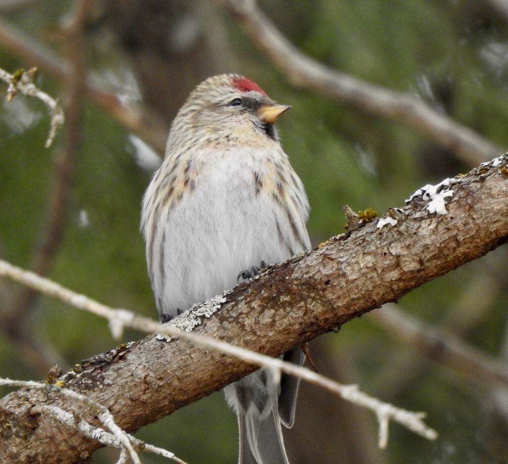 Hoary Redpoll - Dave Milsom