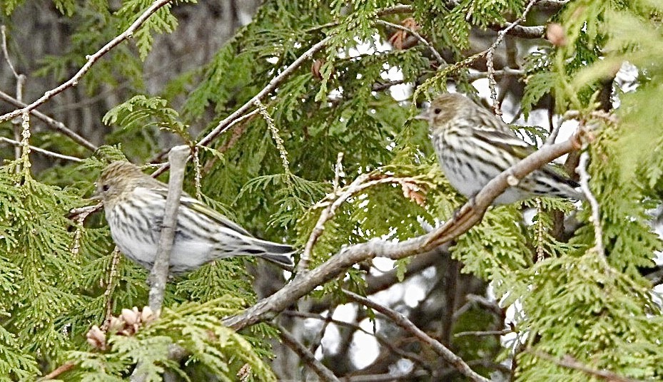 Pine Siskin - ML416798281