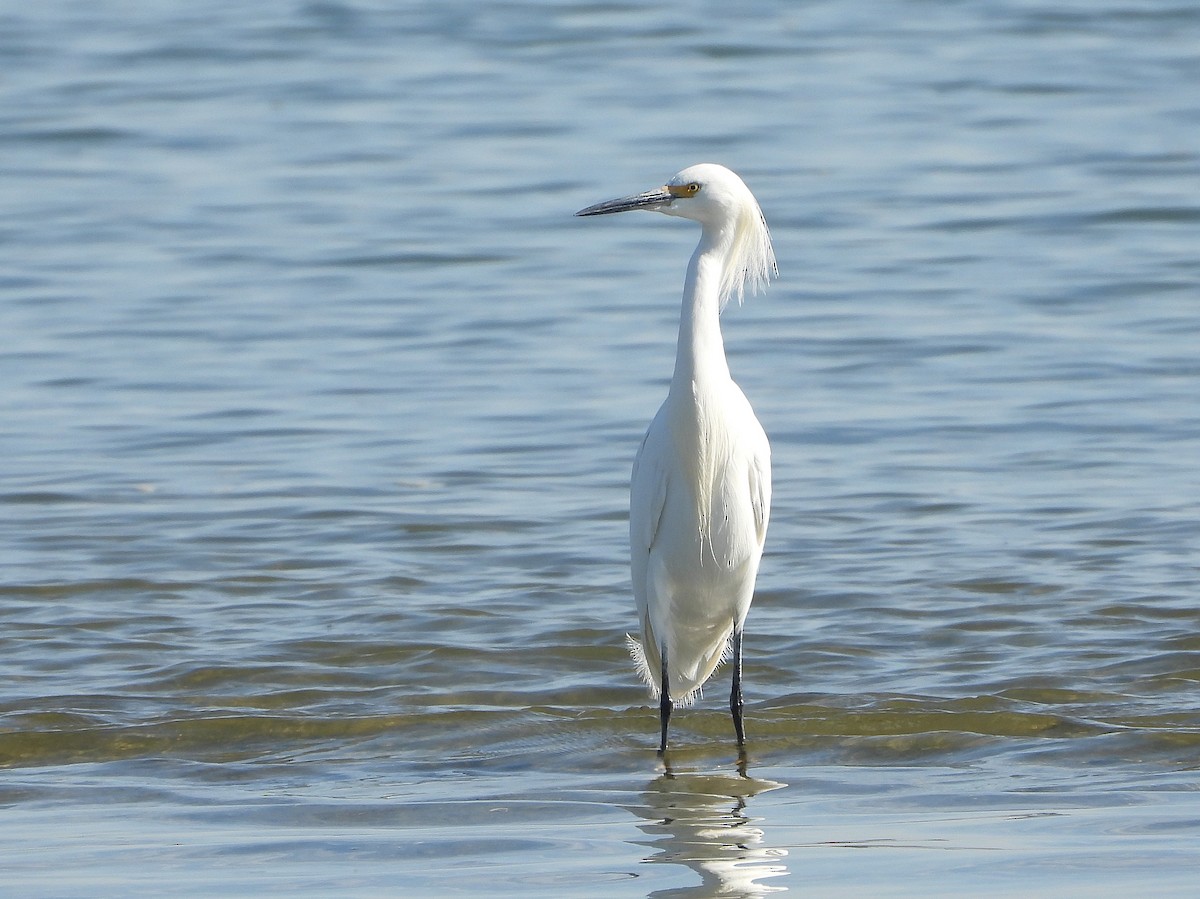 Snowy Egret - ML416800881