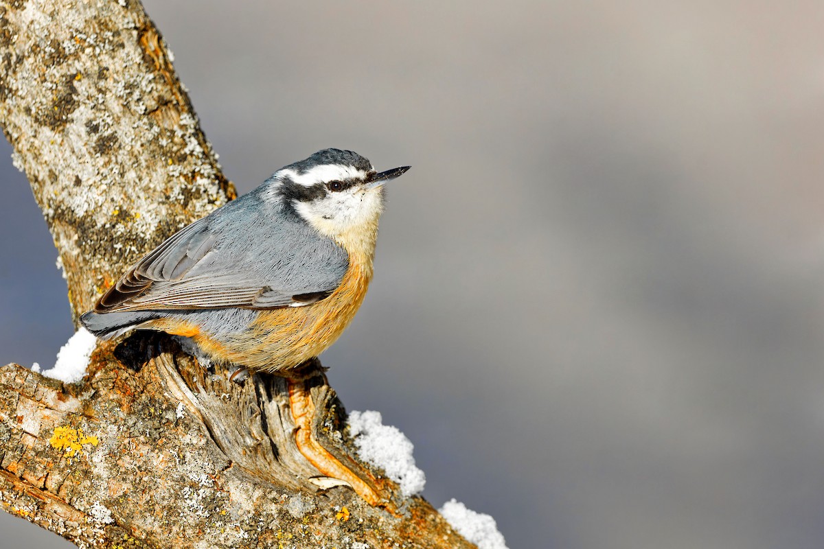 Red-breasted Nuthatch - Zane Shantz