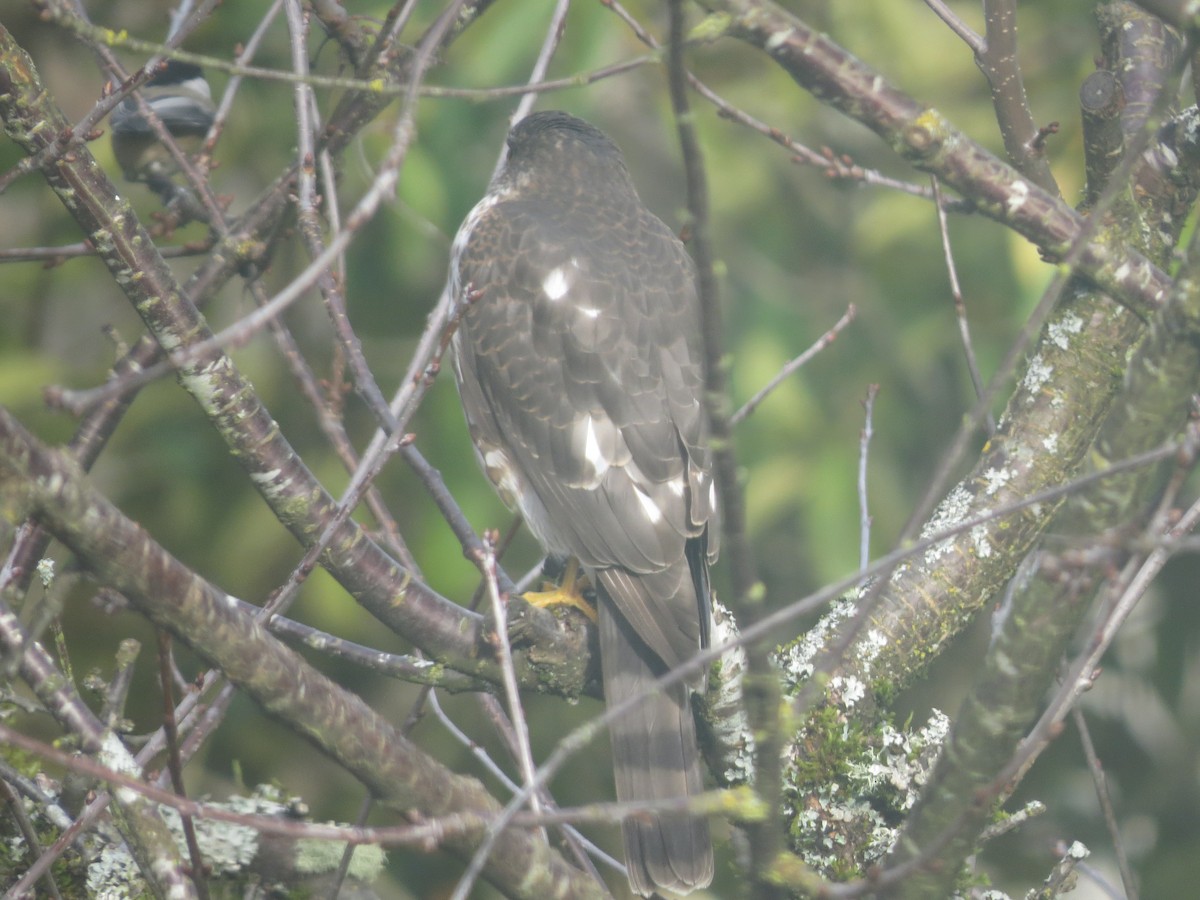 Sharp-shinned Hawk - ML416804981