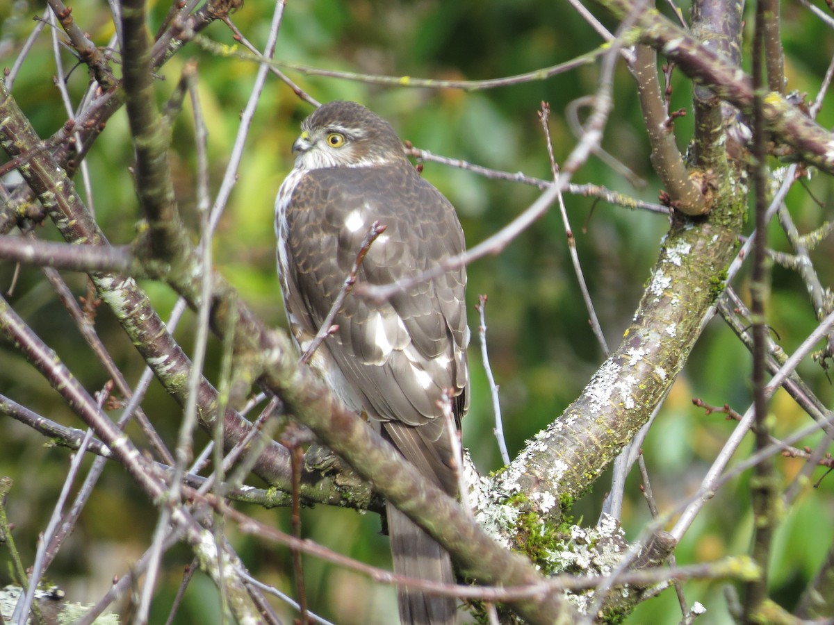 Sharp-shinned Hawk - ML416805031