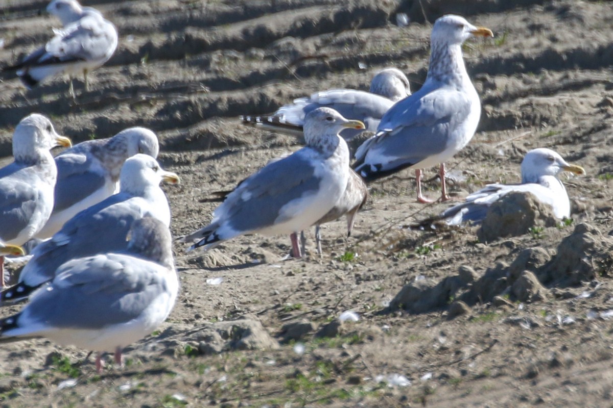 Iceland Gull (Thayer's) - ML416805491