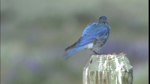 Mountain Bluebird - ML416806