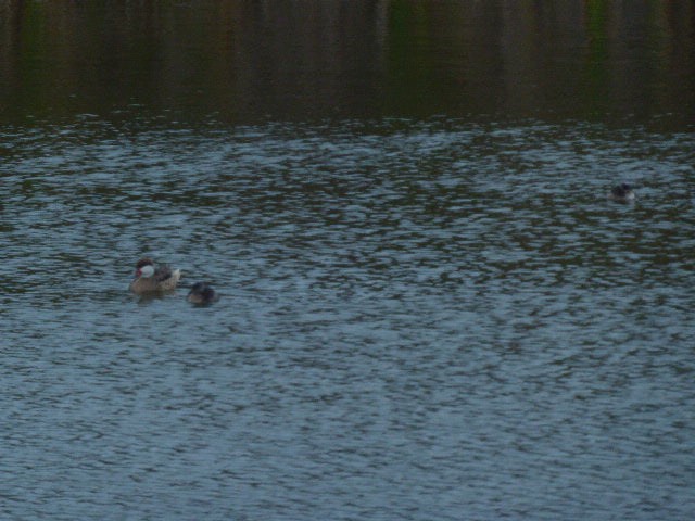 Least Grebe - ML416806491