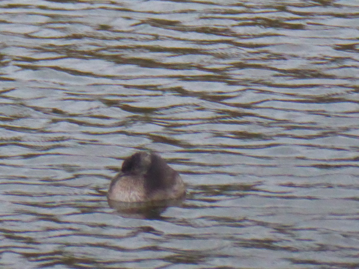 Least Grebe - ML416806511