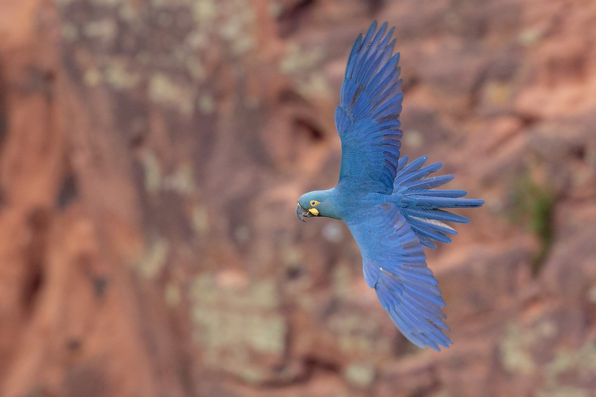 Indigo Macaw - Bradley Hacker 🦜