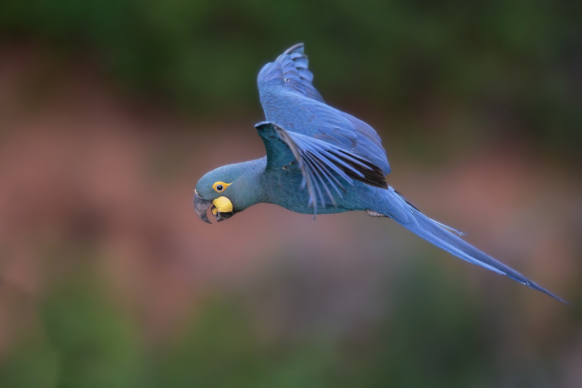 Indigo Macaw - ML416807021