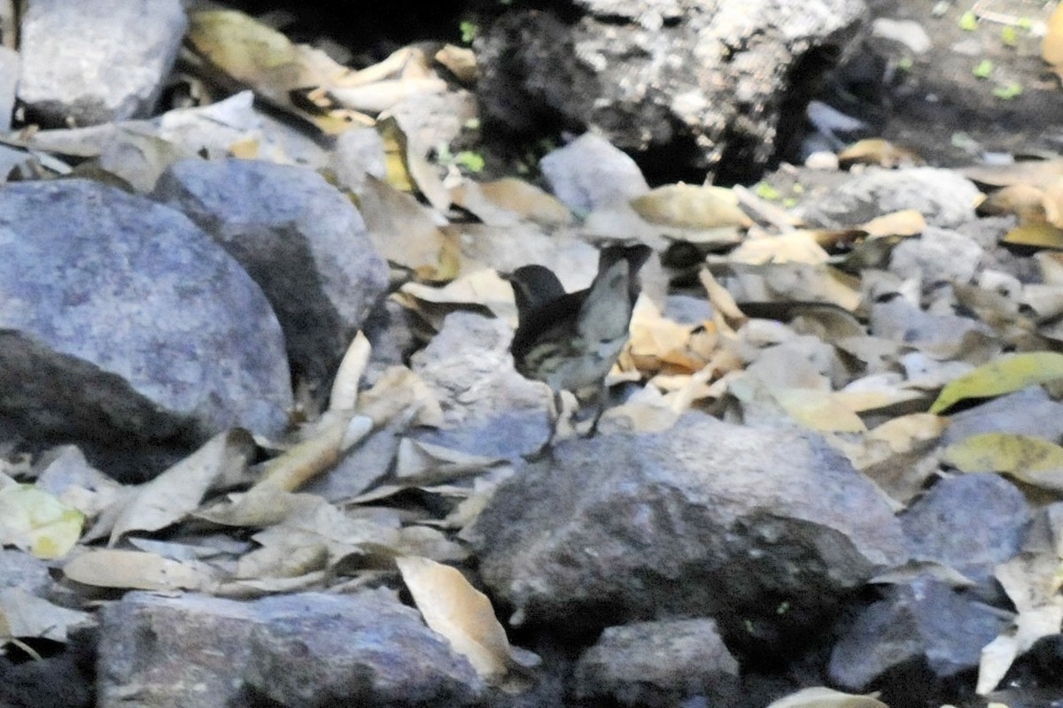 Northern Waterthrush - John Doty