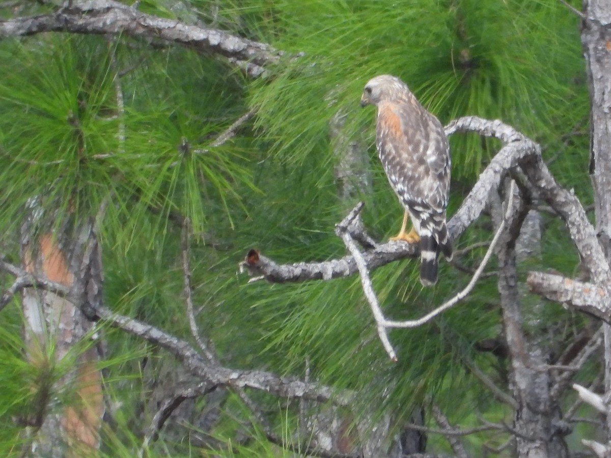 Red-shouldered Hawk - ML416809761