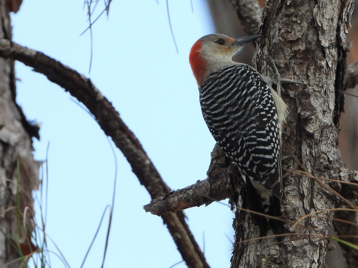 Red-bellied Woodpecker - ML416809791