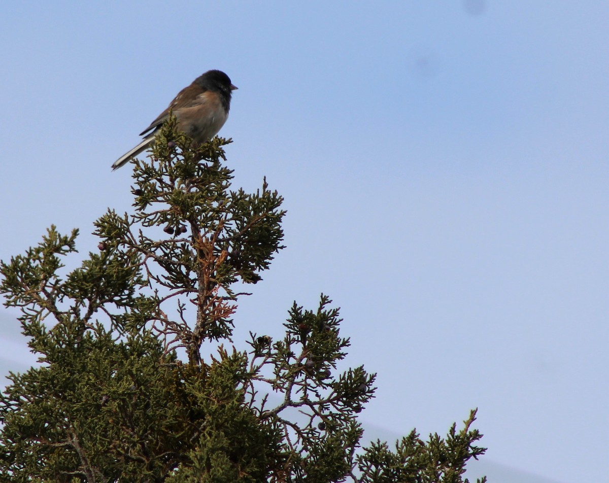 Dark-eyed Junco - ML41680991